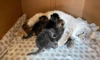 Selfless Mama Rescue Cat Adopts Abandoned Kittens Into Her Litter, Treats Them as Her Own