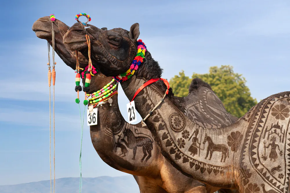 A camel at the Bikaner Camel Festival in Rajasthan, India. (Zzvet/Shutterstock)