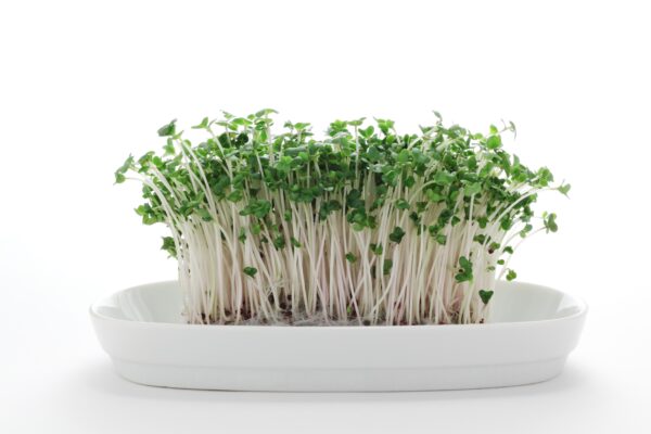 Broccoli,Sprouts,On,White,Plate