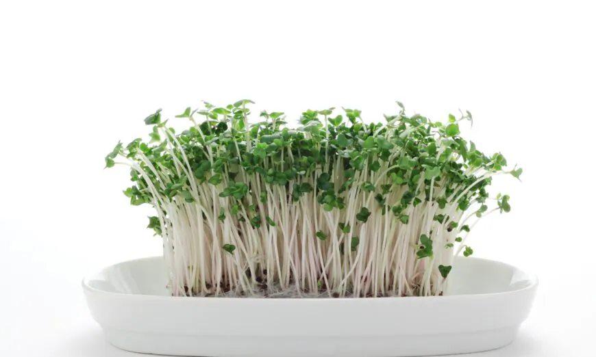 Broccoli Compound Has Dramatic Effect on People With Autism