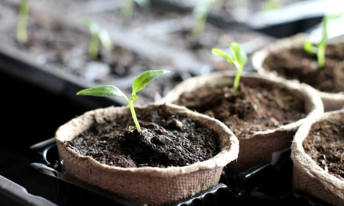 Growing Vegetables From Seeds Can Be Hard