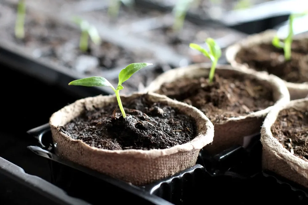 You should be seeing small seedlings starting to grow in your seed pots. (DementevaJulia/Shutterstock)