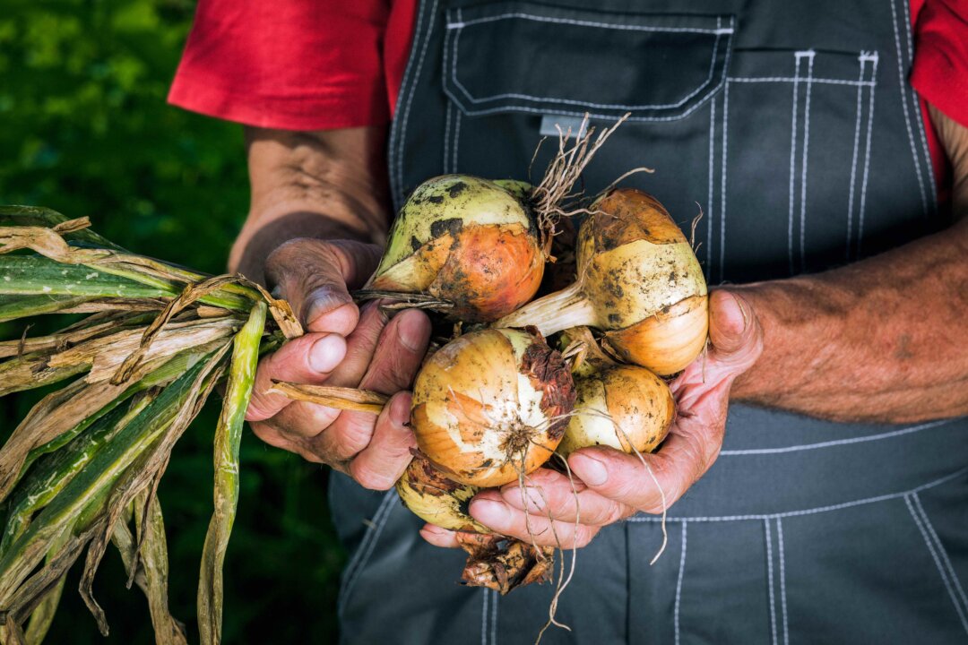 Onions are an antioxidant, anti-inflammatory, anticancer, and pro-heart powerhouse that come in various colors and types. (Fuss Sergey/Shutterstock)