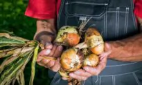 5 Reasons to Eat More Onions