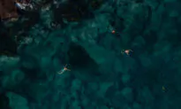 Australia Announces $100 Million Towards ‘Blue Carbon’ Ocean Ecosystems
