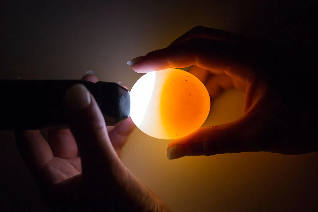 Bird staff 'Candles' an egg to check for a birds development. (Dan Kitwood/Getty Images)