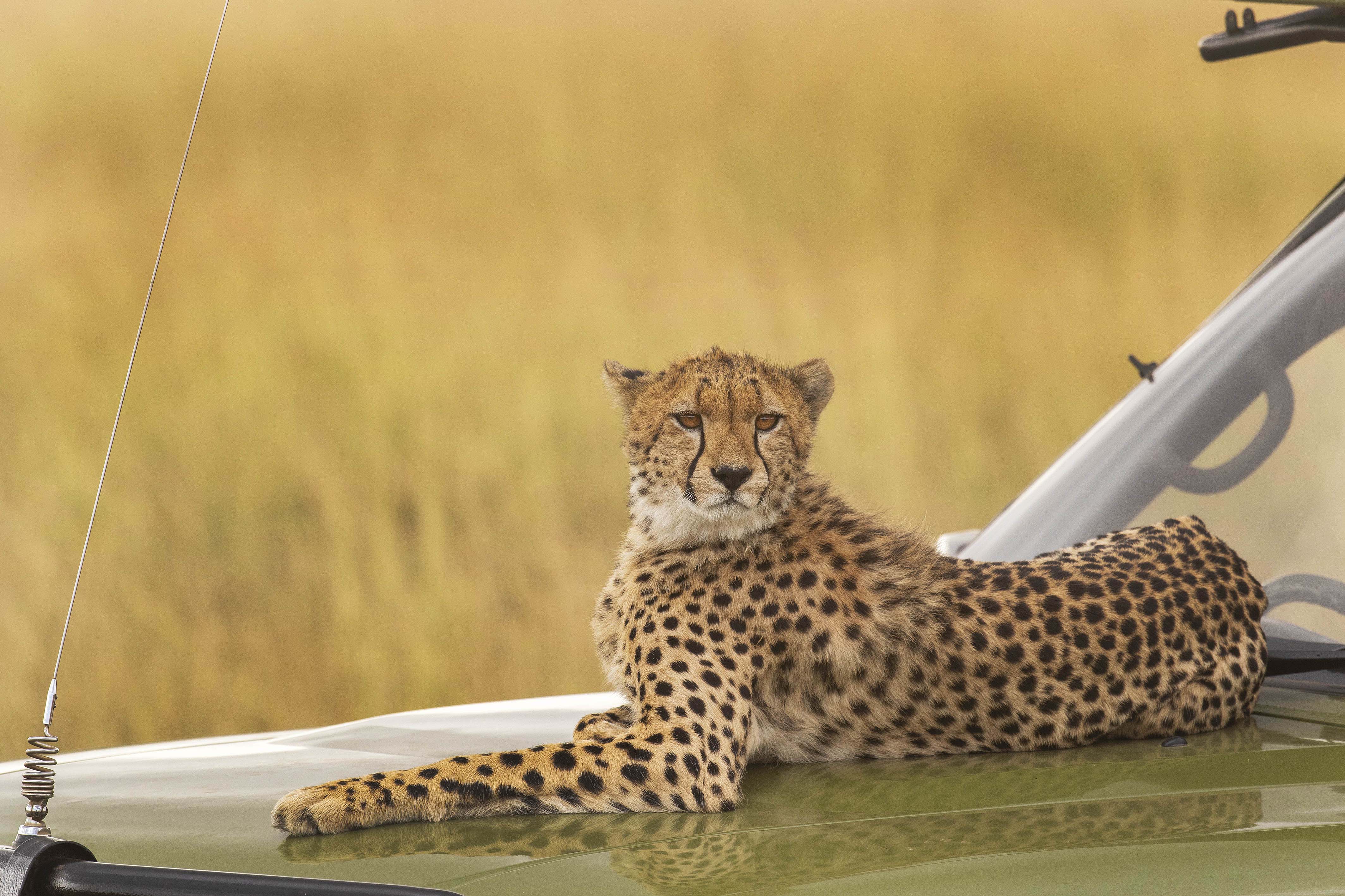 Сафари бу. Гепарт. Гепарт м1. Cheetah Mountain Spirit.