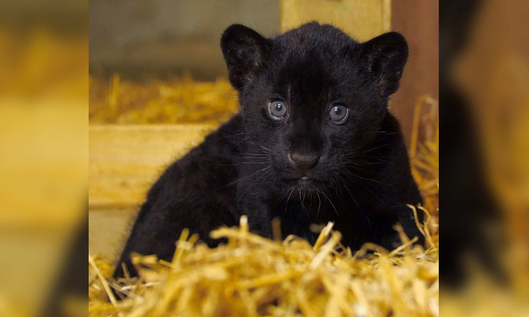 Gorgeous Rare Female Black Jaguar Cub Is Born At England S Big Cat Sanctuary