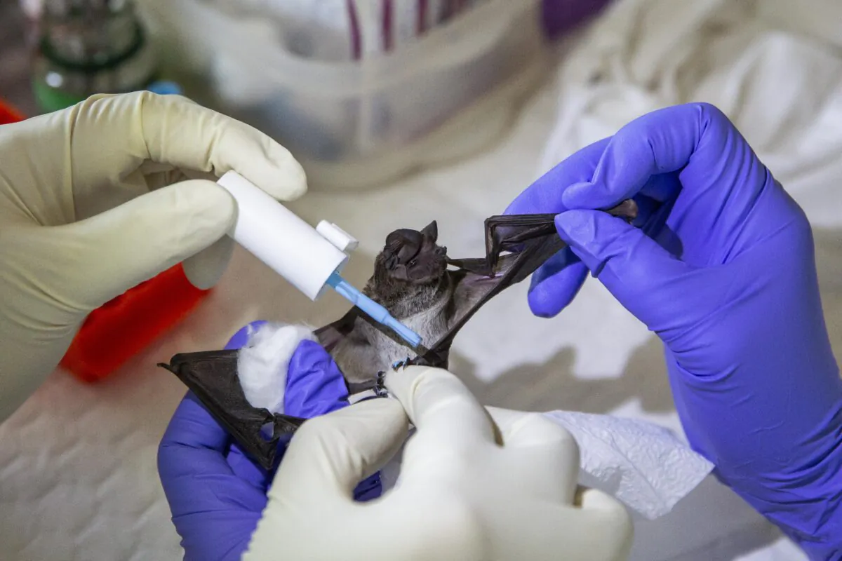 A team of scientists and science students from Chulalongkorn University paint the toenails of a wrinkle-lipped free-tailed bat after sampling as a way of tagging at an on site lab near the Khao Chong Pran Cave in Ratchaburi, Thailand on Sept. 12, 2020. (Lauren DeCicca/Getty Images)