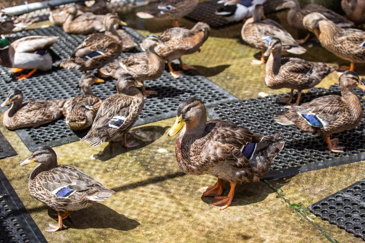 Ducks get the help they need at Wetlands and Wildlife Care Center in Huntington Beach, Calif., on May 4, 2021. (John Fredricks/The Epoch Times)