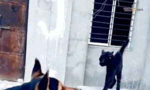 The Ultimate Friendship