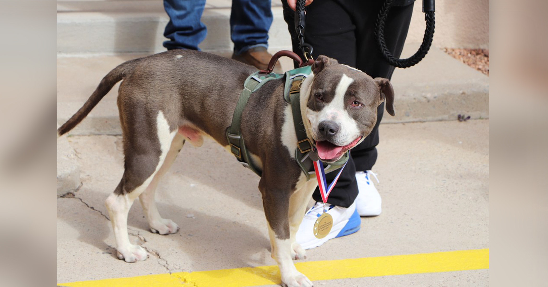 Former Stray Pit Bull Mix Receives Medal for Helping Save His Owner's Life