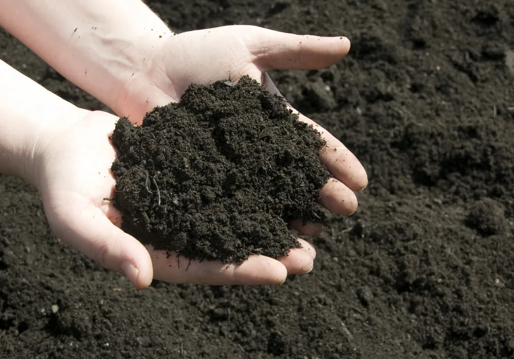 Loam soil, the ideal soil for growing plants, looks like chocolate cake when you dig up a shovelful. (Stacey Newman/Shutterstock)