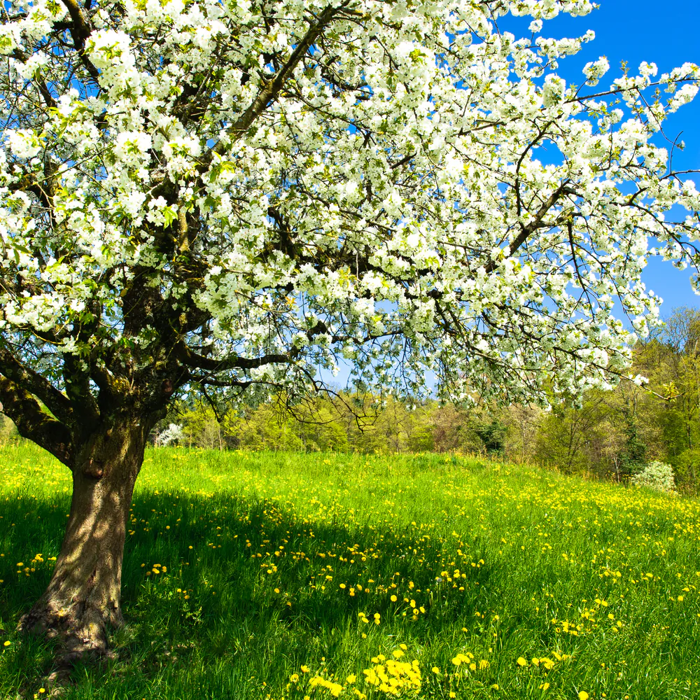 Nature adorned in its first green. (Peter Wey/Shutterstock)