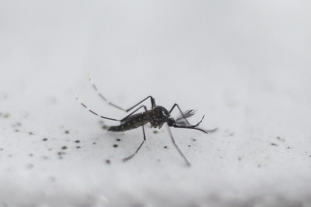 Genetically Modified Mosquitoes Set to Be Released in California and Florida