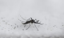 Genetically Modified Mosquitoes Set to Be Released in California and Florida