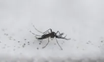 Genetically Modified Mosquitoes Set to Be Released in California and Florida