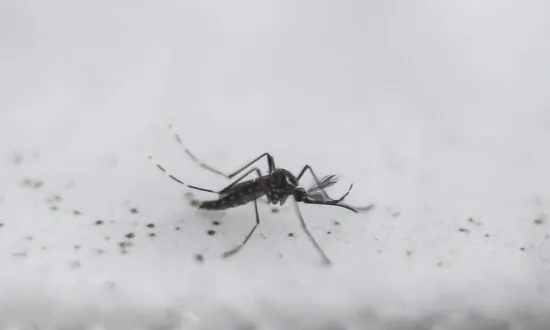 Bill Gates-Funded Company Releases Genetically Modified Mosquitoes in US