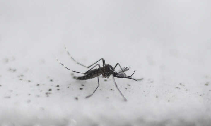 Transgeniczny komar Aedes aegypti OX513A, stworzony przez Oxitec, w Piracicaba, Sao Paulo, Brazylia, 26 października 2016 r. (Miguel Schincariol/AFP via Getty Images)