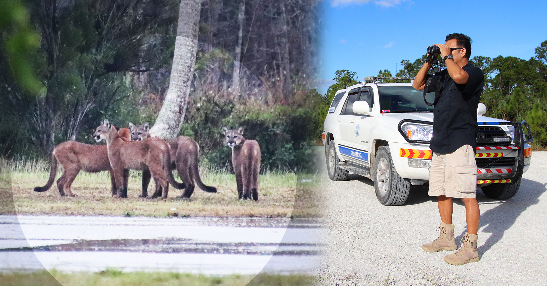 Photographer Was 'Shaking From Excitement' After Spotting 5 Elusive Florida Panthers in a Day - Vimarsana News