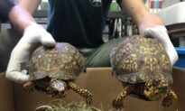 Chinese Man Pleads Guilty for Role in Scheme to Smuggle Endangered Turtles to China