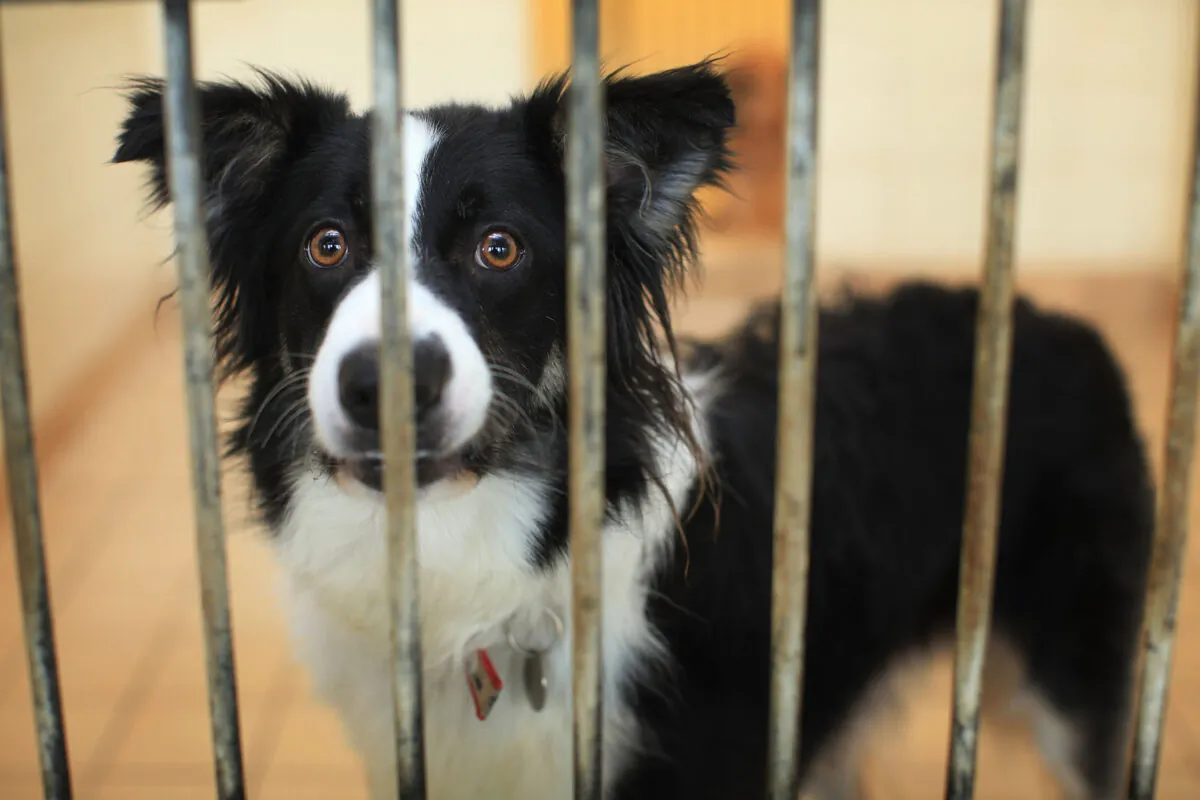 Max, a two-year-old Border Collie, waits to be re-homed at the Cheshire Dogs Home in Warrington, England, on Jan. 4, 2010. (Christopher Furlong/Getty Images)