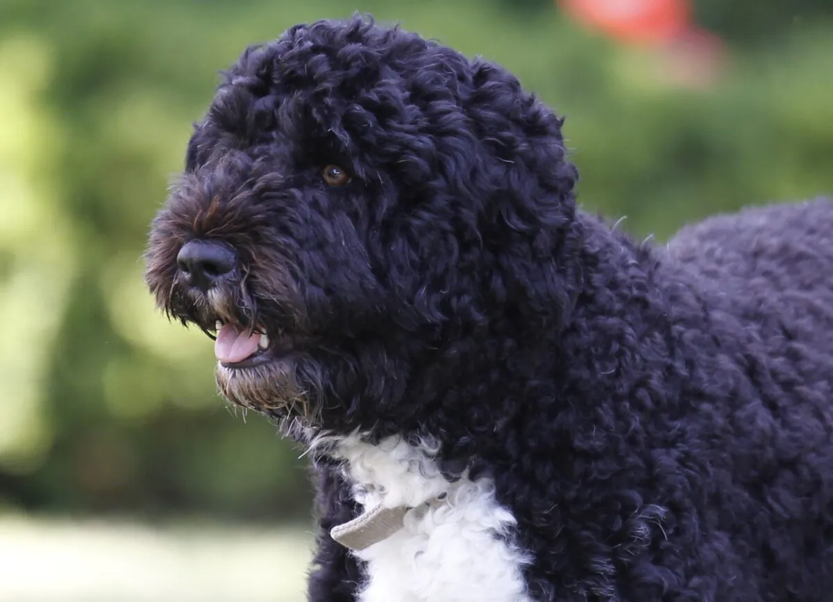 Bo, a Portuguese water dog and the family pet of President Barack Obama, is seen in the Rose Garden of the White House in Washington on June 13, 2011. (Charles Dharapak/AP Photo)