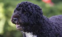 Obama Dog Bo Dies From Cancer