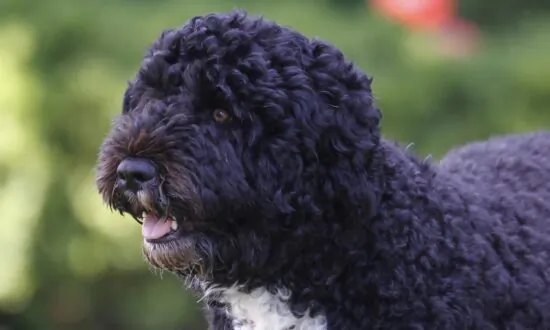 Obama Dog Bo Dies From Cancer