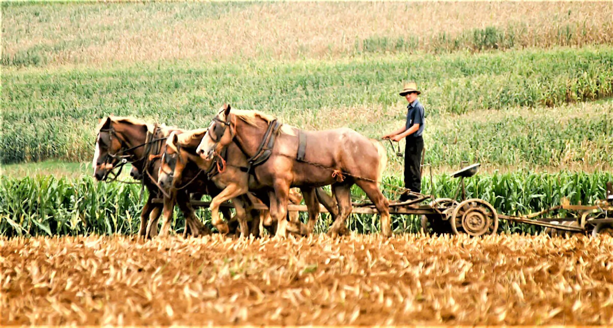 An Amish boy plows a field with a team of horses instead of a tractor in Kent County, Delaware. (Courtesy of James Mattil/Dreamstime.com)