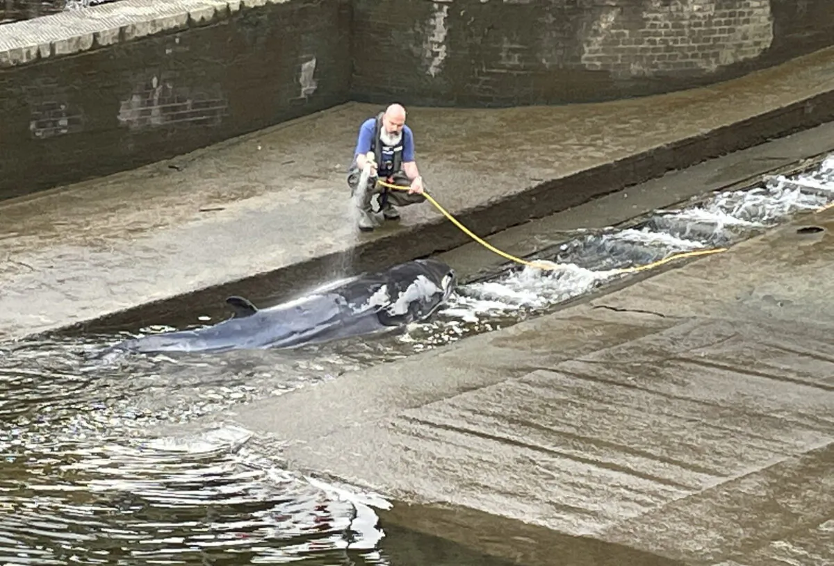 A small whale, believed to be a Minke whale, being hosed down after it stranded at Richmond Lock and Weir on Sunday along the River Thames in southwest London, on May 9, 2021. (Jake Manketo/PA Media)