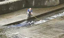 Small Whale Freed After Becoming Stranded Along River Thames