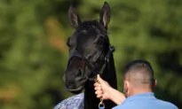 Preakness Stakes Allows Medina Spirit to Compete With Extra Testing