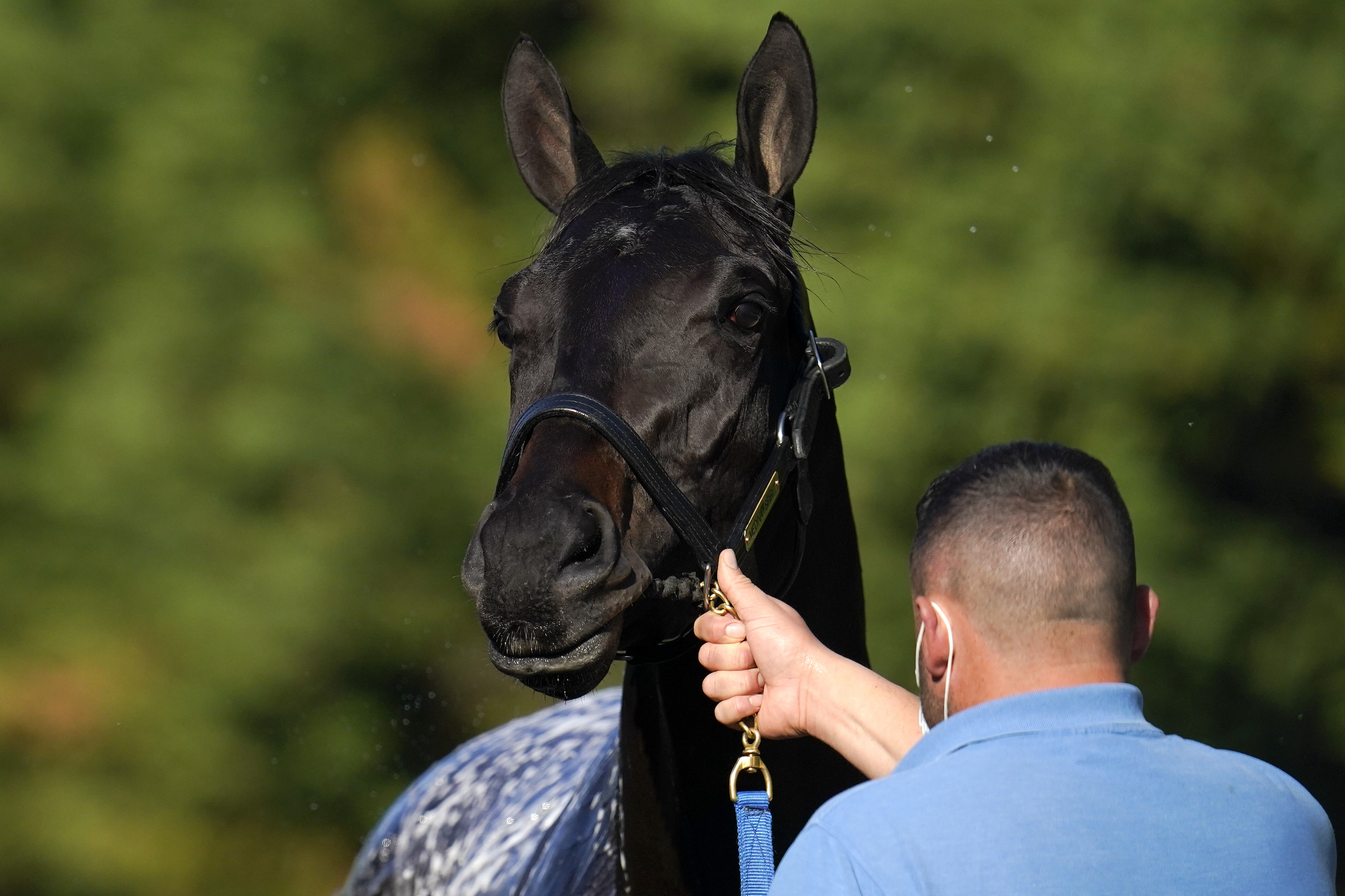 Preakness Stakes Allows Medina Spirit to Compete With Extra Testing - Vimarsana News