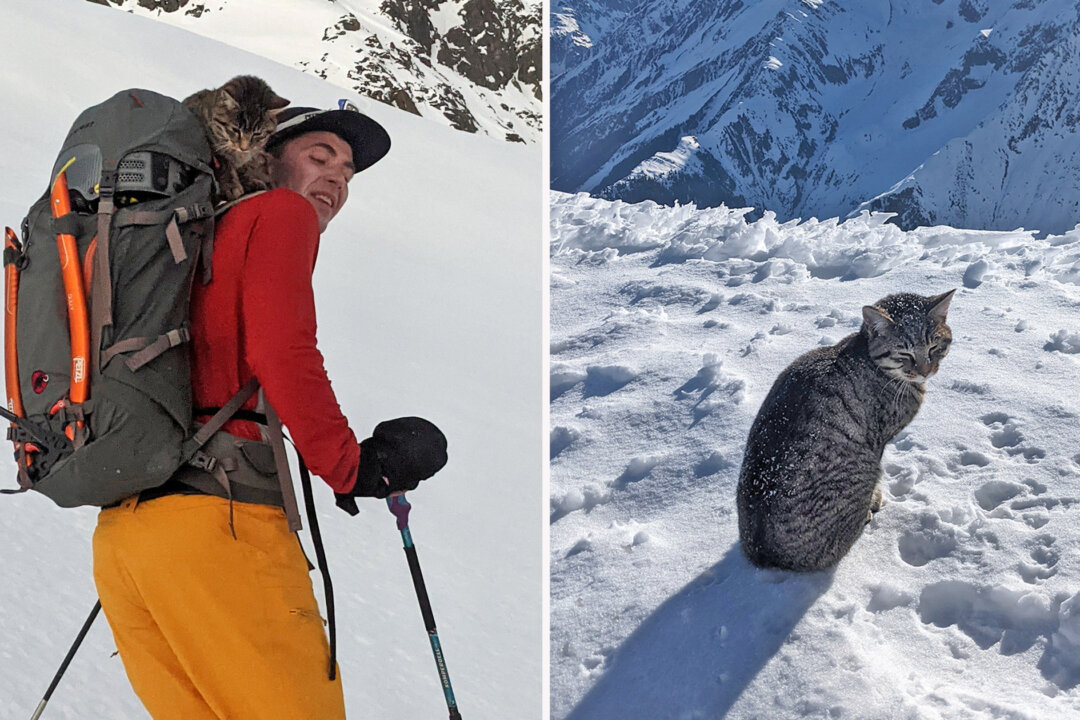 Lost Cat Follows a Pair of Hikers to the Summit of a 3,073Meter Swiss