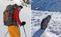 Lost Cat Follows a Pair of Hikers to the Summit of a 3,073-Meter Swiss Mountain