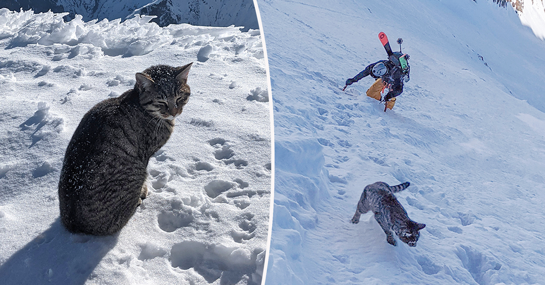Lost Cat Follows a Pair of Hikers to the Summit of a 3,073Meter Swiss