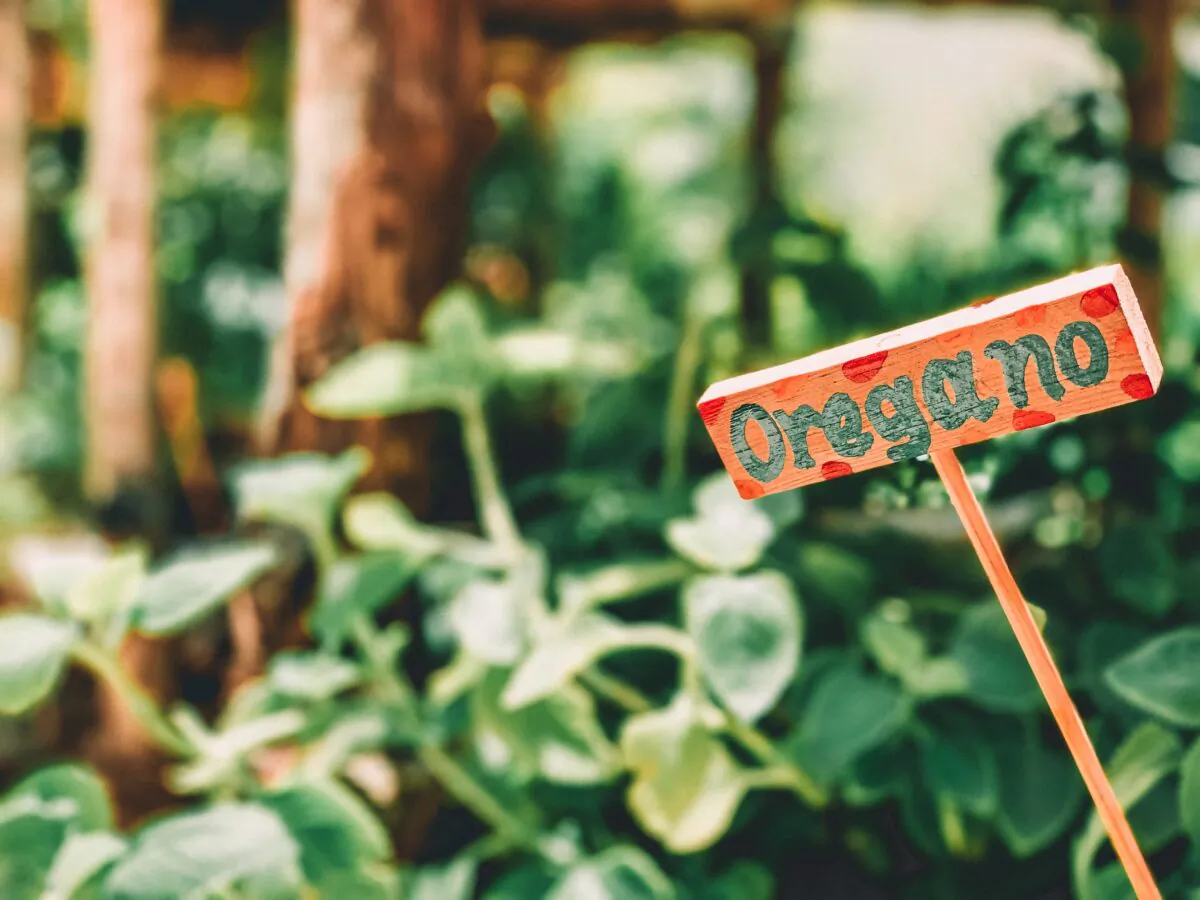 Oregano as an herb is not very needy, and when fully grown can be trimmed and used when needed. (Dayana Brooke/Unsplash)