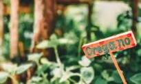 Oregano, a Must Have in the Garden … and in the Medicine Cabinet