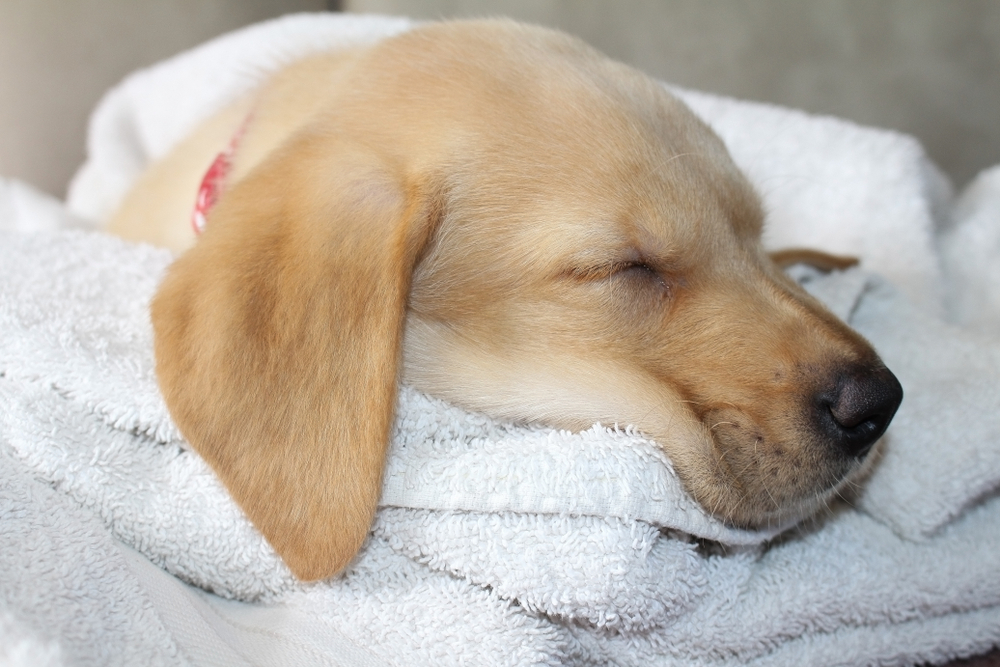 Sleeping,Puppy,Wrapped,In,A,Towel