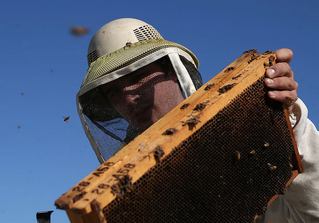 Jordan Erickson with Gene Brandi Apiaries inspects a beehive in Los Banos, Calif., on Sept. 5, 2014. (Justin Sullivan/Getty Images)