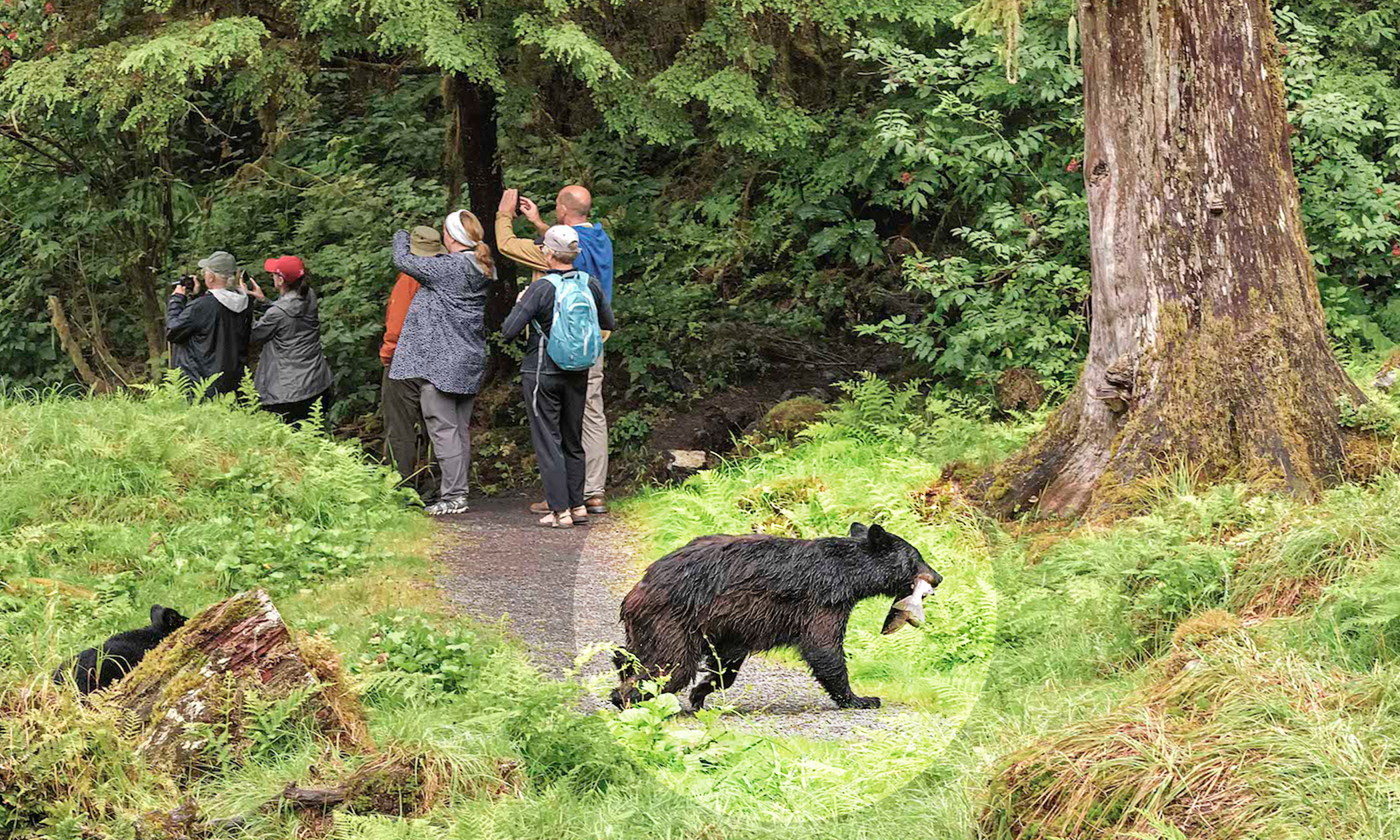 Photographers Miss Photo Opportunity of Bear Carrying a Fish as It Sneaks Past Behind Them - Vimarsana News