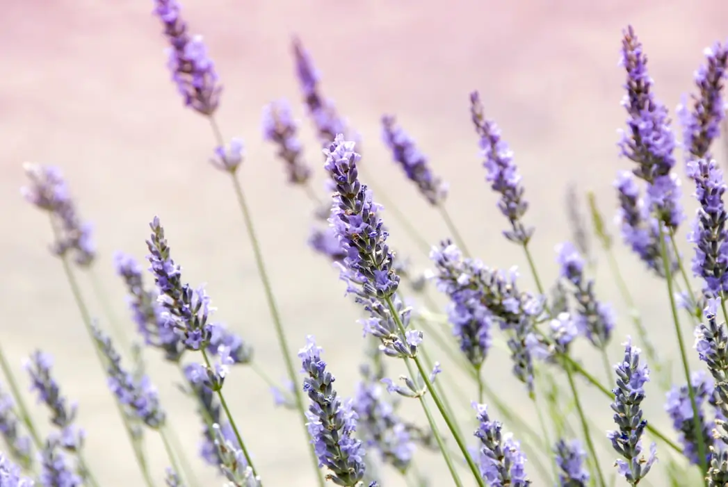 Nature's herb of creativity with a calming color that composes clarity. (Janine Joyles/Unsplash)