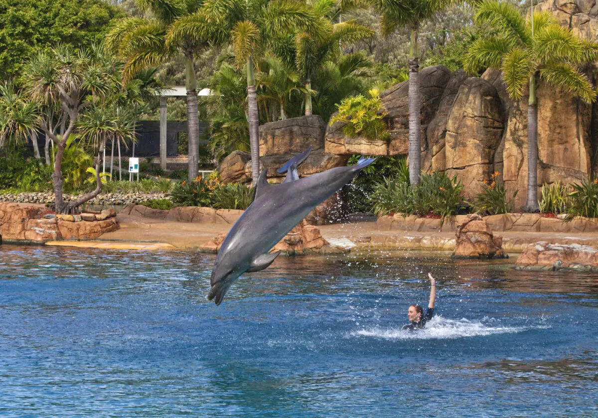 Sea World Dolphin Show in Gold Coast, Australia, on April 8, 2020. (Sheba_Also/Wikimedia Commons)