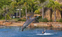 Sea World Stands by Dolphin Breeding