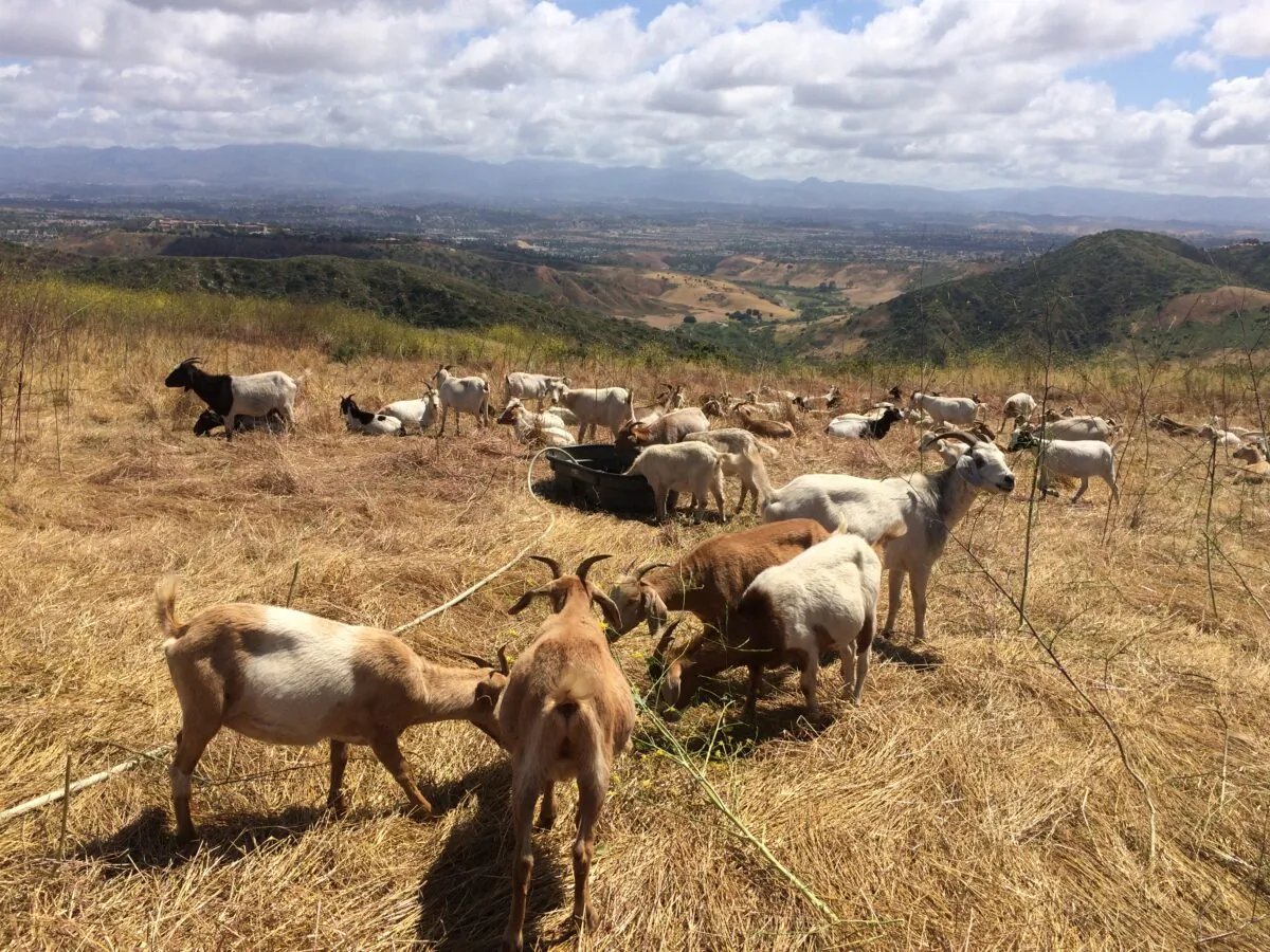 Goats perform weed abatement duties in Laguna Beach, Calif., on May 27, 2019. (Michelle Thompson/The Epoch Times)
