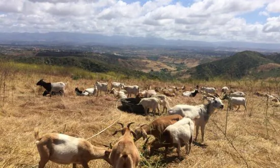 Yorba Linda Employs Goats to Prevent Wildfires