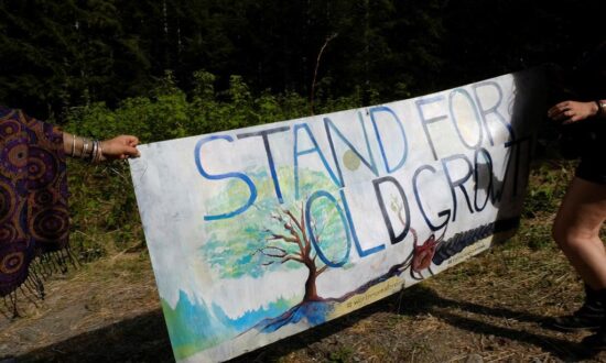 RCMP Move to End Blockade Against Logging of Forest on Vancouver Island