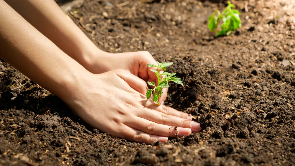 When your seedlings are ready, their new home is prepared, and the weather forecast is good, it's time to move them to the garden. (kryzhov/Shutterstock)