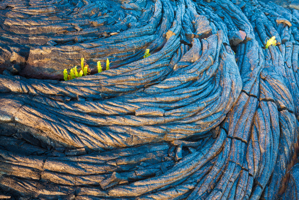 Amazing,Old,Lava,Pattern,And,New,Fern,Growing,Through,It
